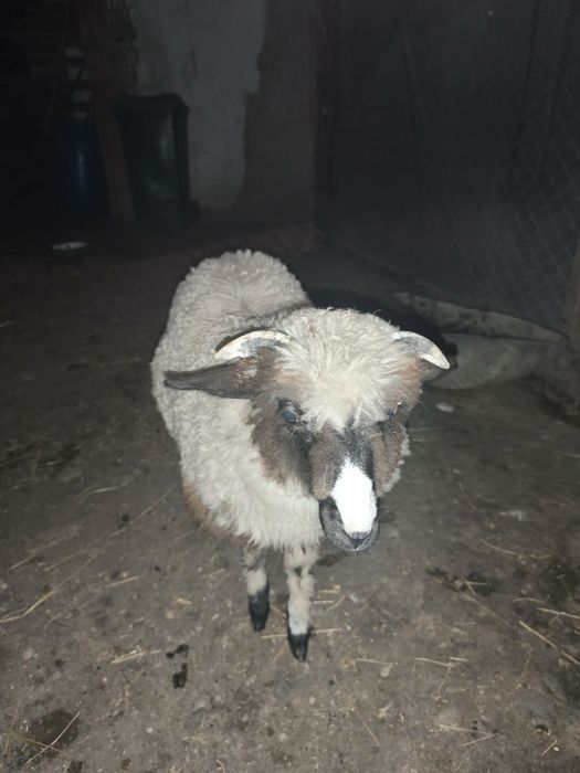 Vând sau schimb cu capră