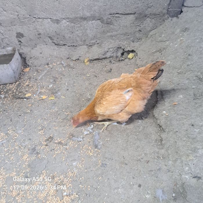 Продам семье кур