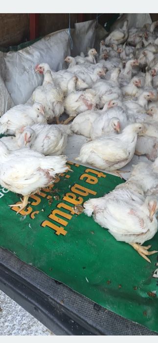 Pui de carne si mixte de oua