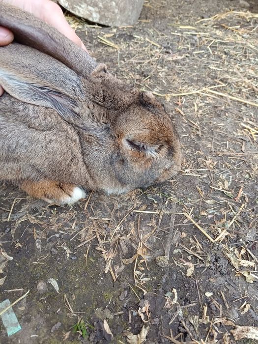 Vând mascul belgian