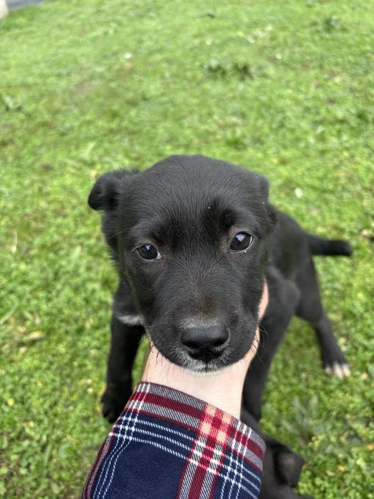 Cateluse spre adoptie