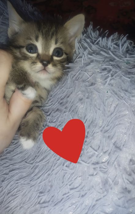 Отдам котят лапочек СРОЧНО