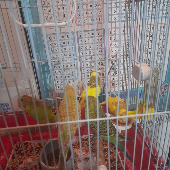 Попугай сотилади