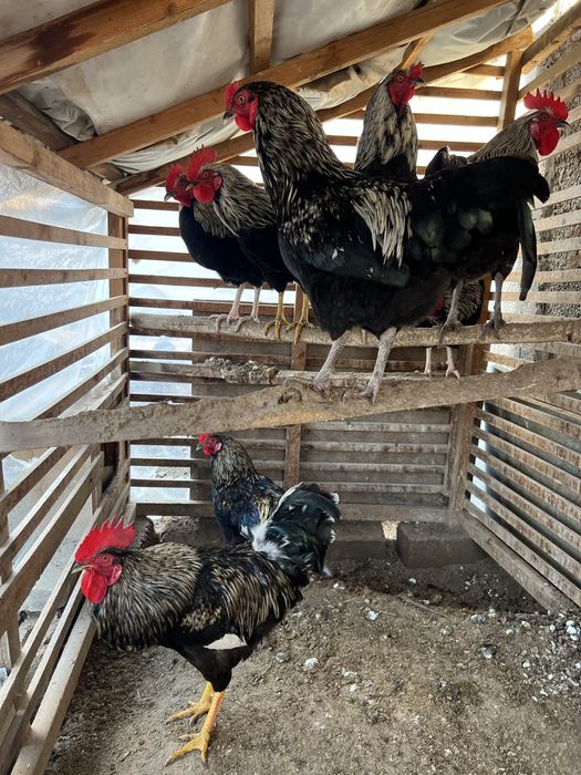 Damashniy jo’ja xo’rozla