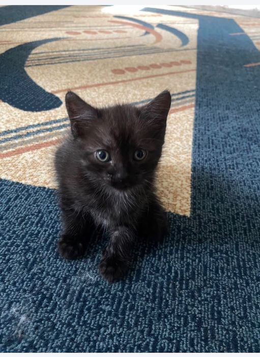 Отдам котят в добрые руки!