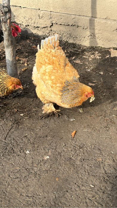 Инкубационные яйцо брамы