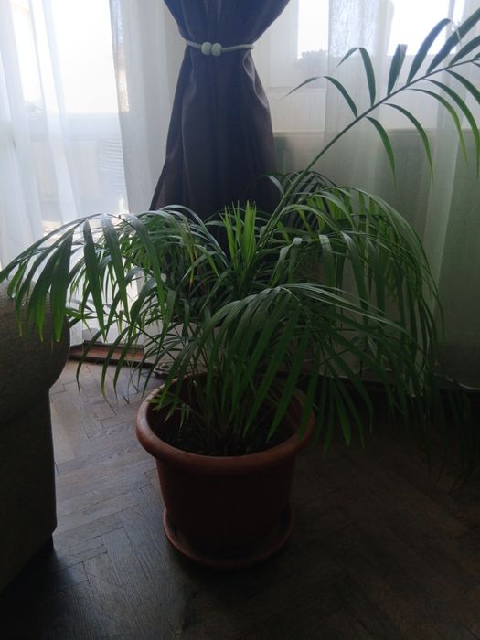 vând planta exotică