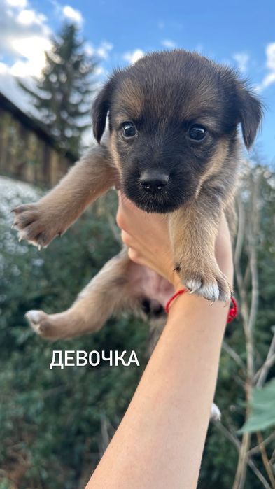 Отдам щенков в добрые руки