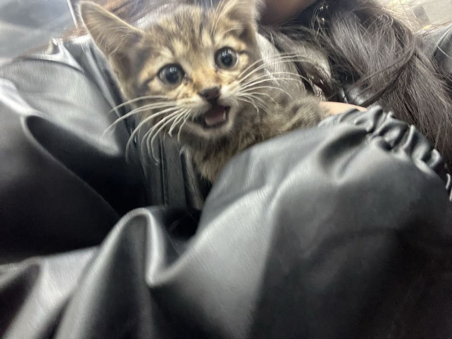 сладкий котенок