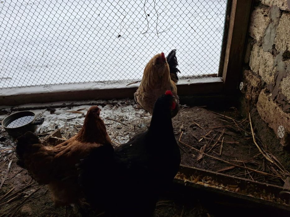 Әтеш Петух сатылады