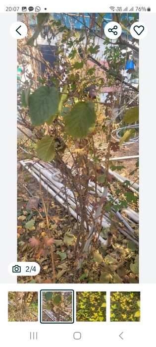 Саженцы дикого лимона