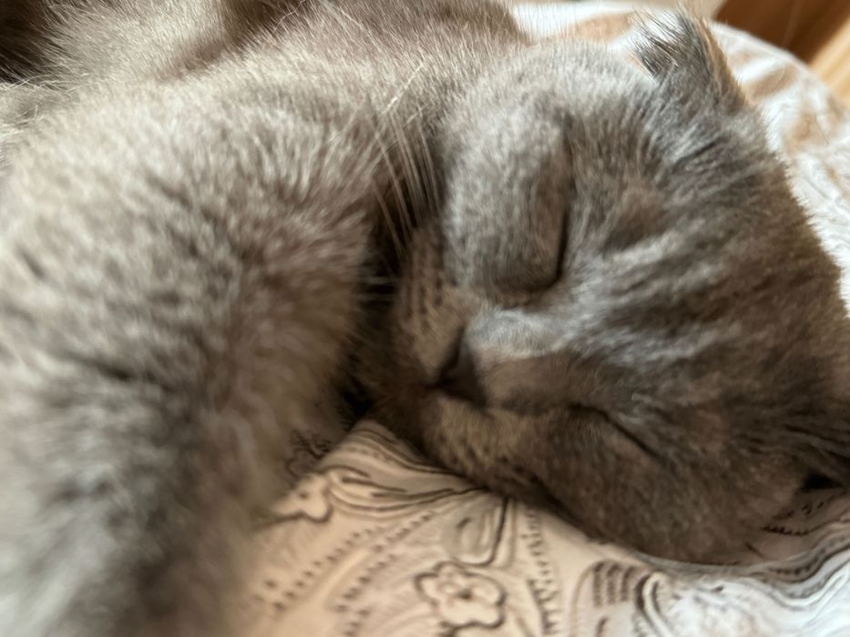 Кошка в добрые руки