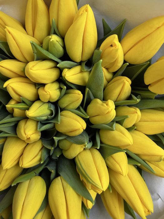 Большие красивые тюльпаны