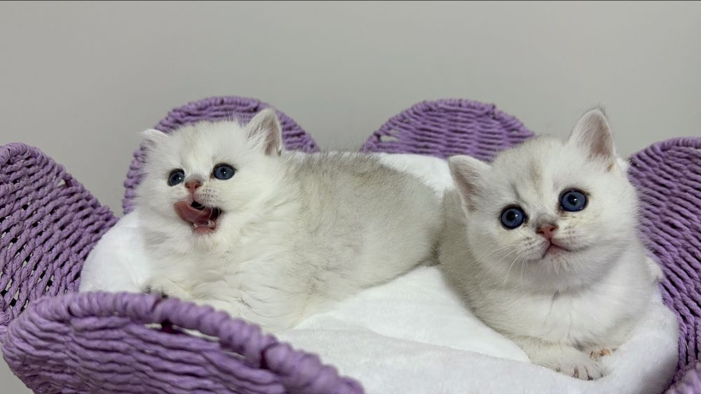 Чистокровные британские шиншиллы!