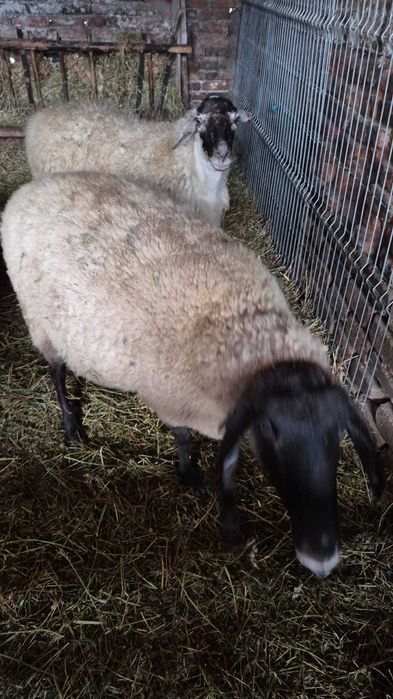 Vand 2 oi un berbecut de anul trecut si o capra stearpa
