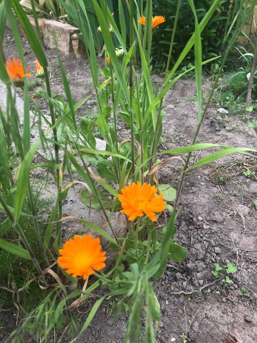 Семена календулы лекарственной