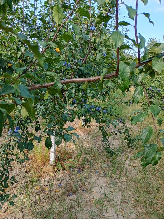 Vand prune 5 lei kg pentru consum