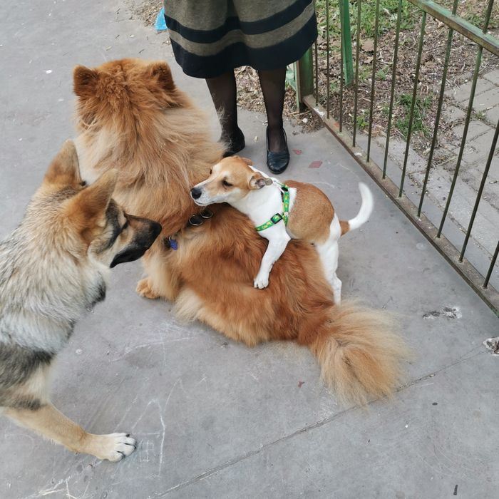 Подарява се Джак  Ръсел на 5 годинки