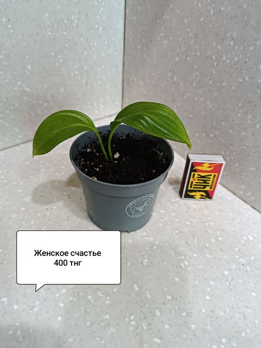Цветы комнатные в горшках