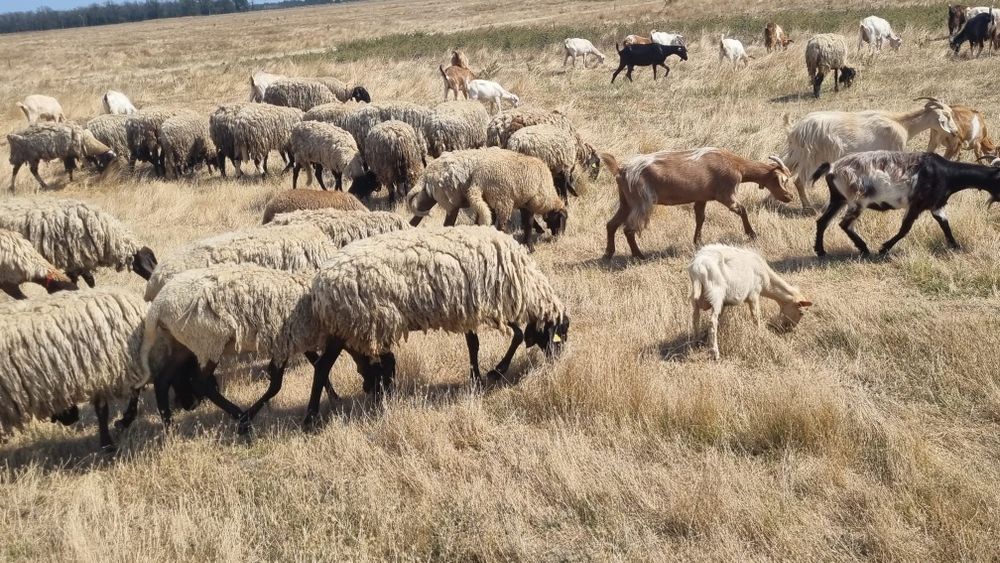 De vanzare - oi, capre, miei, miele, iezi - nenciulesti, teleorman