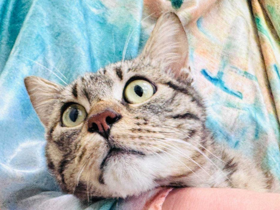 Мъжко коте търси дом