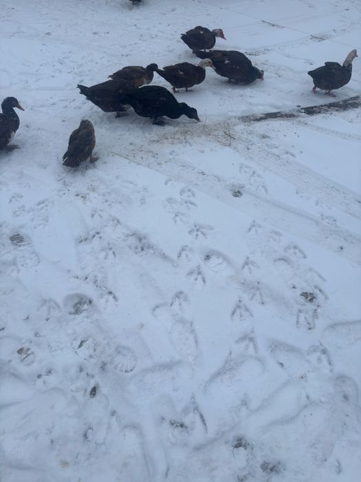 Продам индоутки домашние