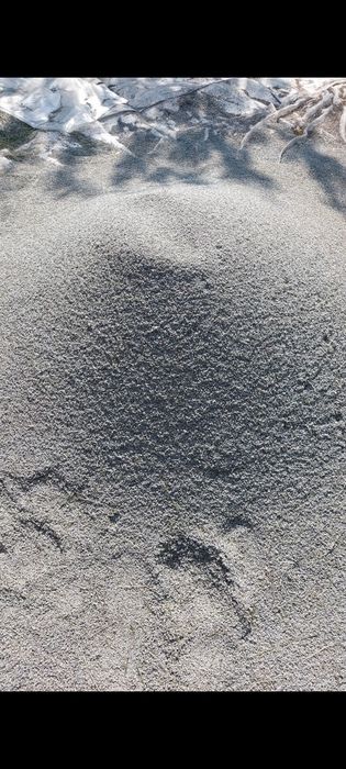 Lavanda  iulie 2025  floare uscata recent.