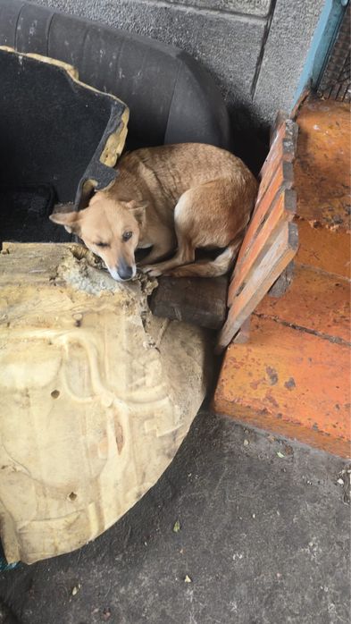 Отдам щенков в добрые руки