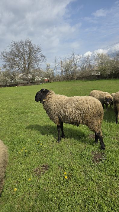 Vând 5 oi și 1 berbec