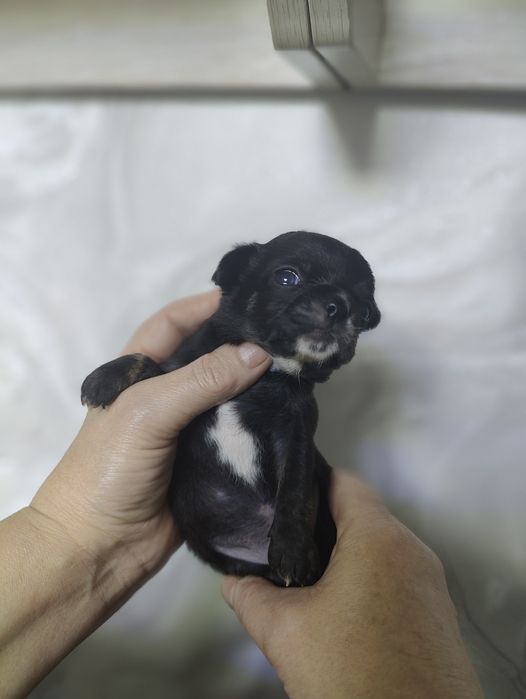 Продаются  щенки чихуахуа