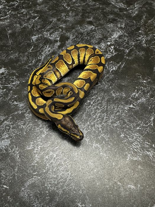 Королевский питон