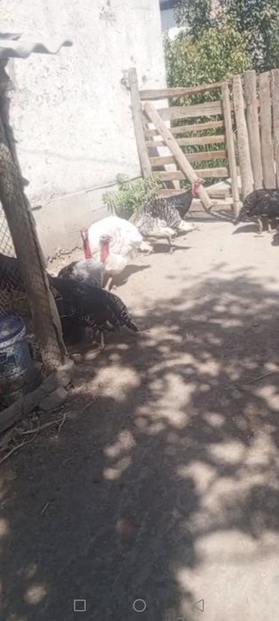 Kurka tovuqlari sotiladi