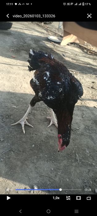 обмен на фазанов