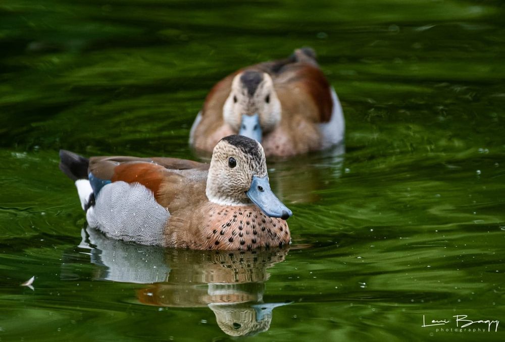 Vand rate exotice, gaste, lebede