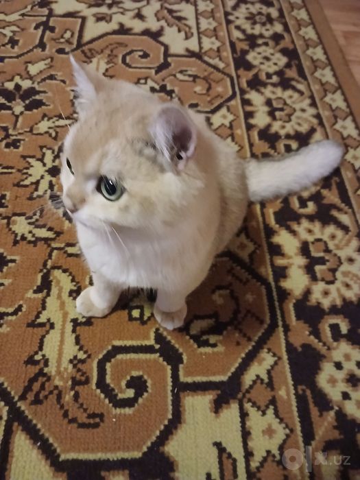 Golden British Chinchilla NY13