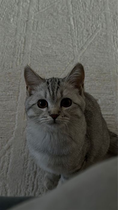 Милый плюшевый котик (шотландец + британец) ищет дом