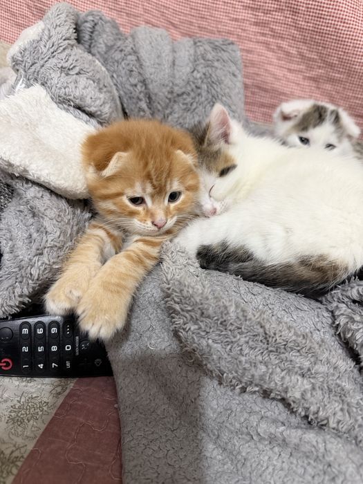 Вислоухие котята Есик