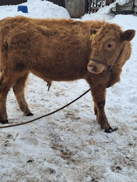 Продам бычка годовалого