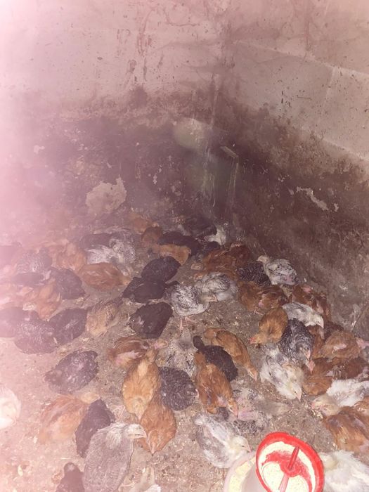 Puicuțe rasa mixta rate pekin