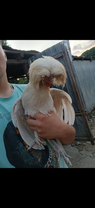 Vând cocoș moțat olandez
