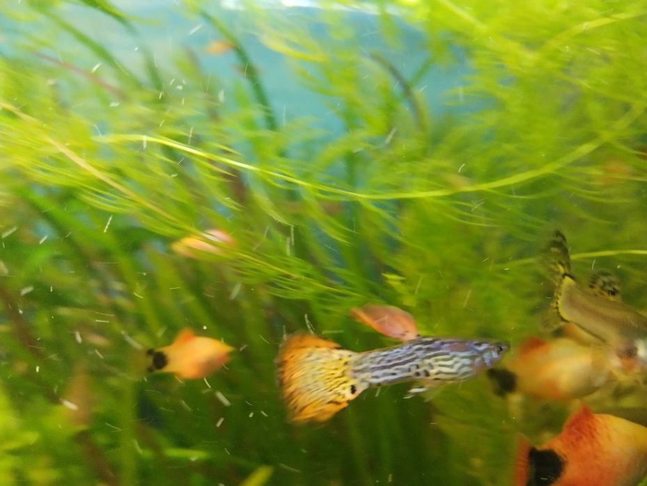 Гуппи леопардовые.
