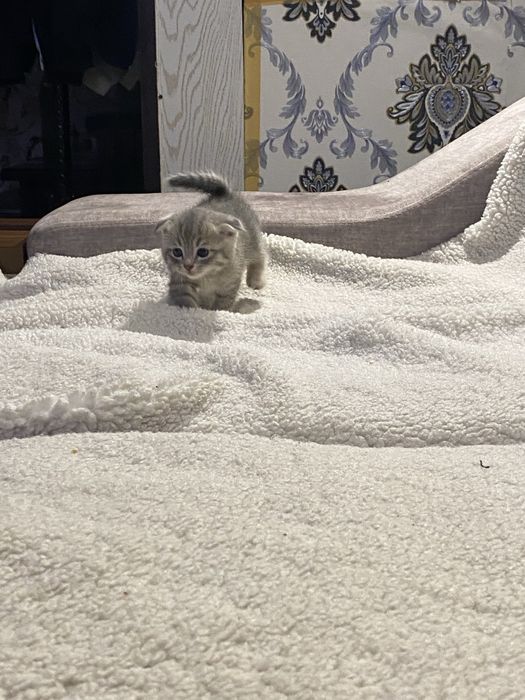 Shinshila soglom akilli