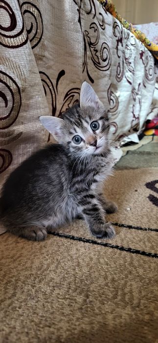 Мысықтар мысык кошки котяти