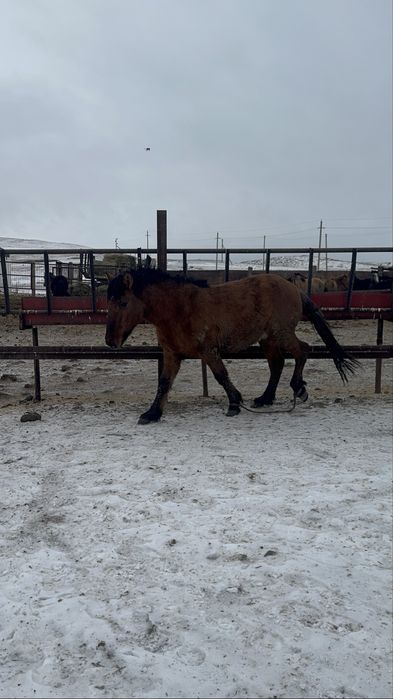 Мұғалжар тай сатылады