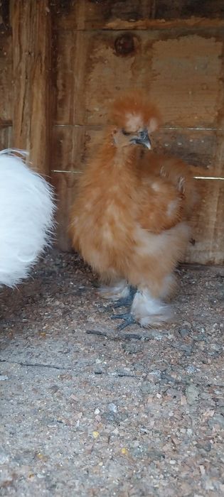 Vând pui de matase  japoneza sau schimb cu windote