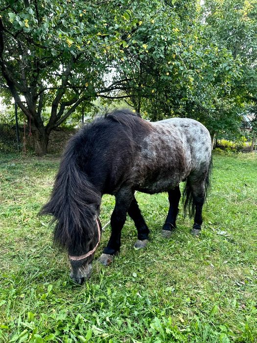 Ponei foarte cuminte si blând