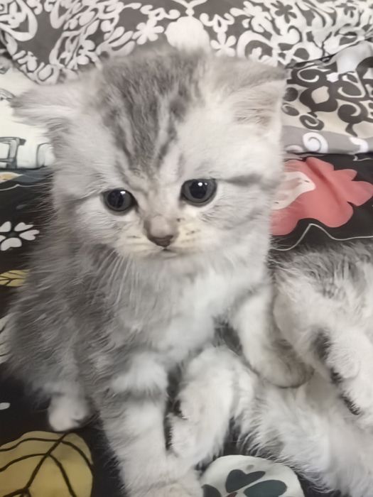 Продам котят (скоттиш страйт)