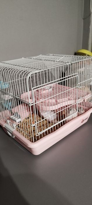 Продам джунгарских хомяков