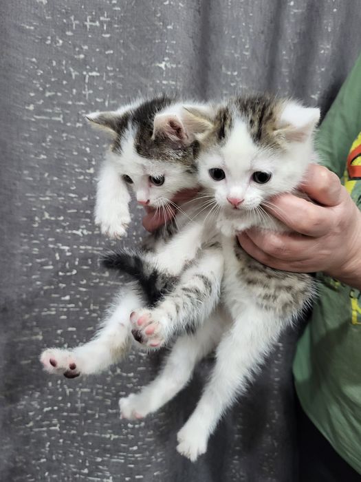 Отдам бесплатно котят