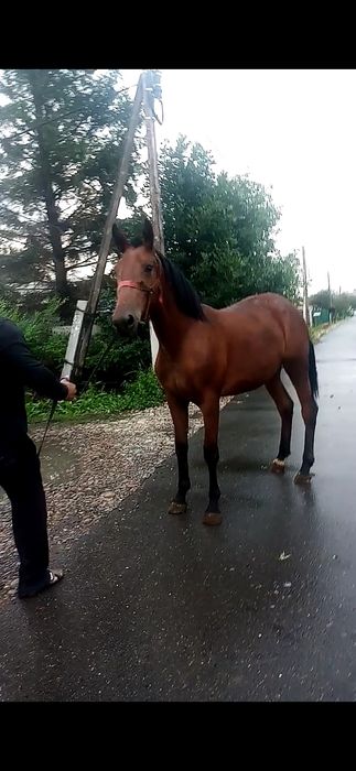 иноходка американка кабылка.